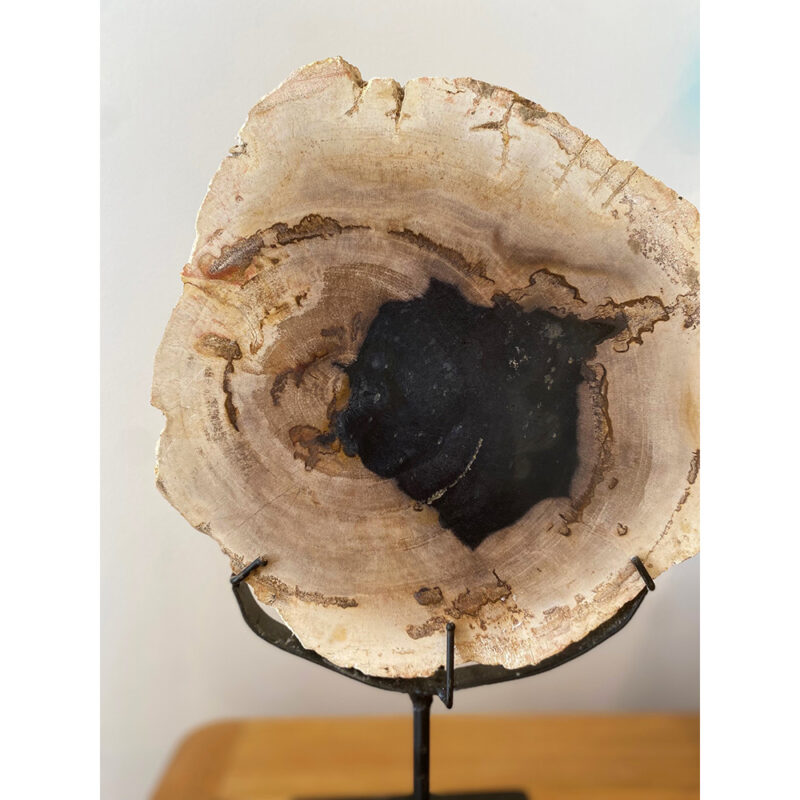 Bois fossilisé sur pied – Image 2