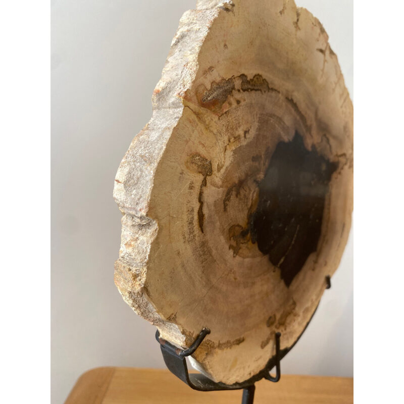 Bois fossilisé sur pied – Image 3