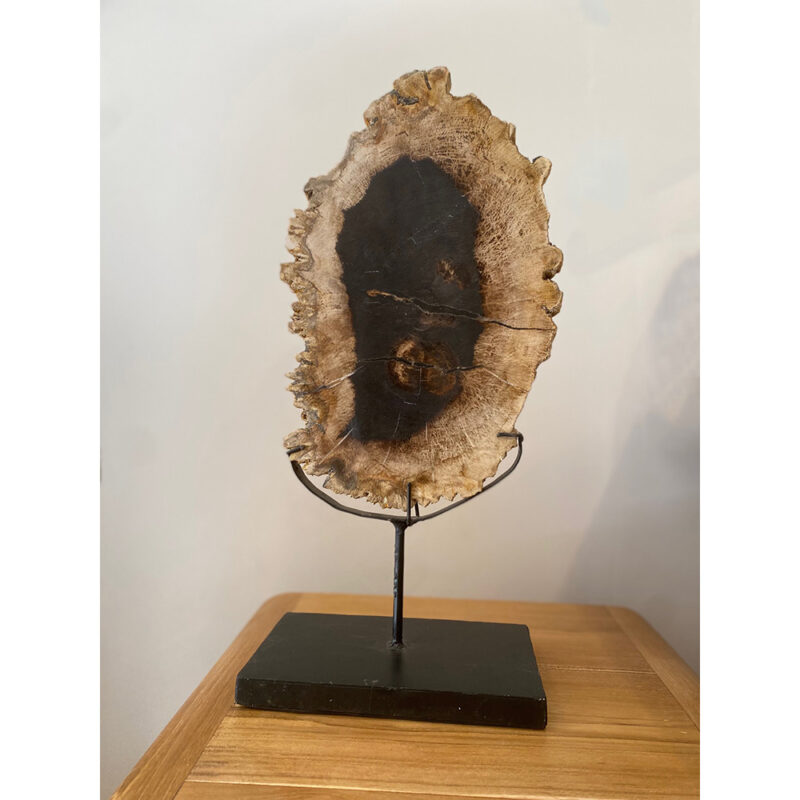 Bois fossilisé sur pied – Image 4