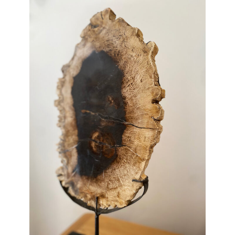 Bois fossilisé sur pied – Image 5