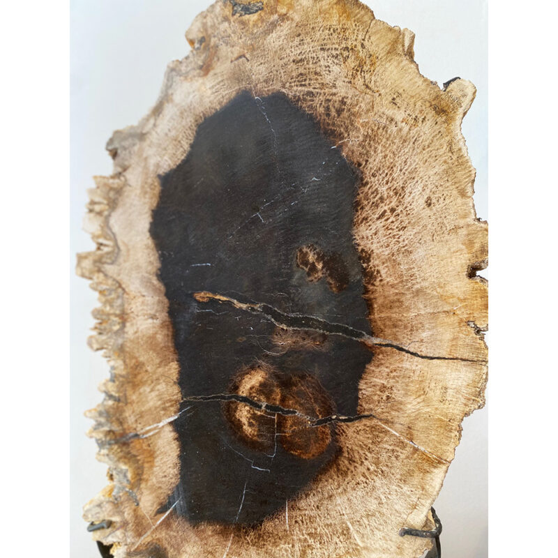 Bois fossilisé sur pied – Image 6